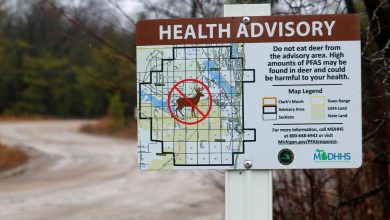 PFAS in Deer Prompts Health Warnings for Hunters