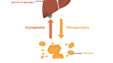 Link Between Low Blood Glucose, Glycogenolysis, and Gluconeogenesis