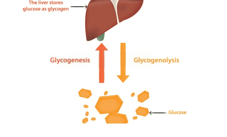 Link Between Low Blood Glucose, Glycogenolysis, and Gluconeogenesis