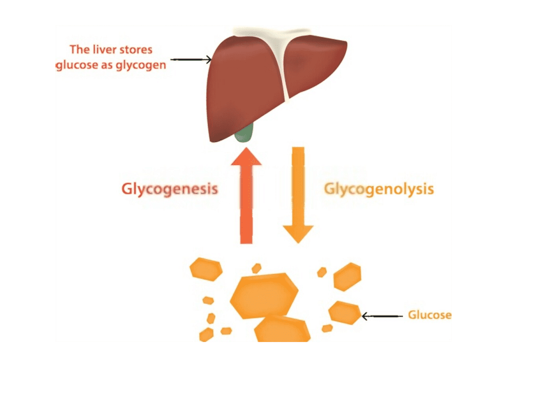 Link Between Low Blood Glucose, Glycogenolysis, and Gluconeogenesis