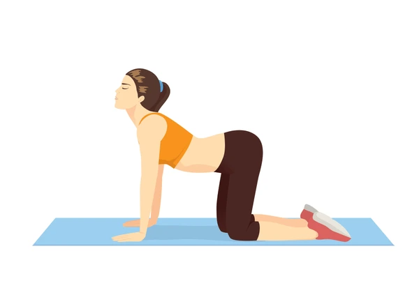 cat-cow stretch exercise